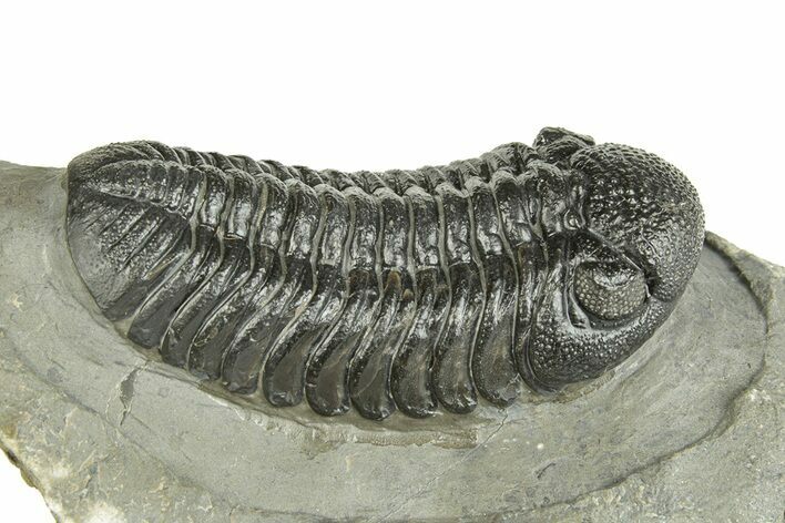 Top Quality Morocops Trilobite - Ofaten, Morocco #255596